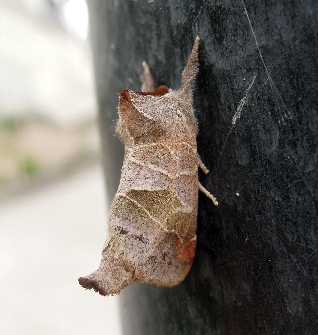 Clostera pigra (Notodontidae)